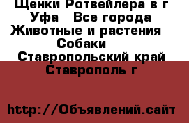 Щенки Ротвейлера в г.Уфа - Все города Животные и растения » Собаки   . Ставропольский край,Ставрополь г.